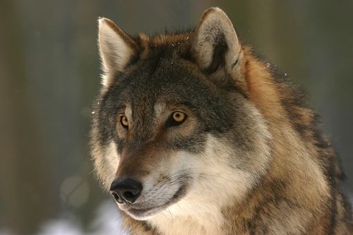 Lupo ucciso a fucilate a Piossasco, Azzarà: "Illegalità non tollerata, massima tutela per animale" Lupo ucciso a fucilate a Piossasco, Azzarà: "Illegalità non tollerata, massima tutela per animale"