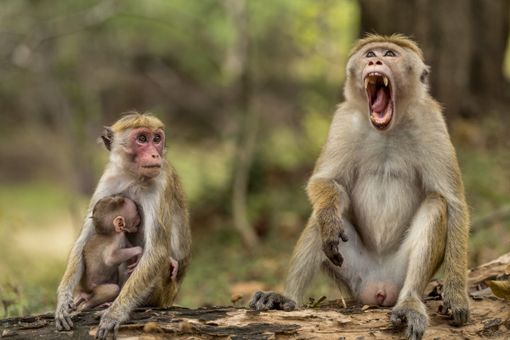 Frediani-Giacosa (M5S): "Sospendere la sperimentazione su 6 macachi, questa è preistoria"