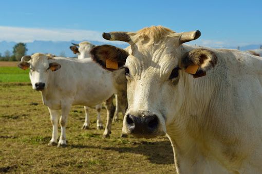 Coldiretti Piemonte: &quot;No alla tassa sulla carne&quot;