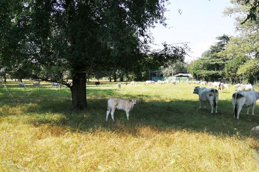Titolari di una azienda di allevamento del torinese assolti dall'accusa di aver somministrato steroidi agli animali