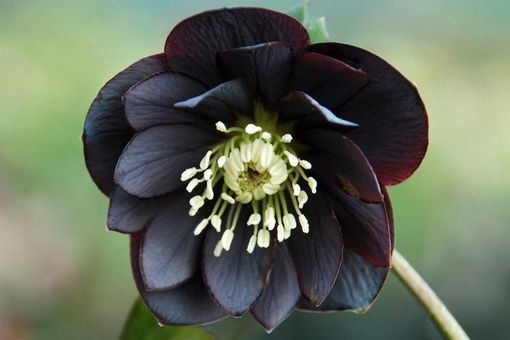 Tutto il fascino (e la magia) del colore nero, anche quando si tratta di fiori