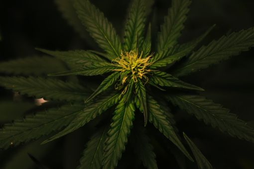 Cannabis terapeutica coltivata dal Comune di Torino: il 18 aprile consiglio comunale straordinario