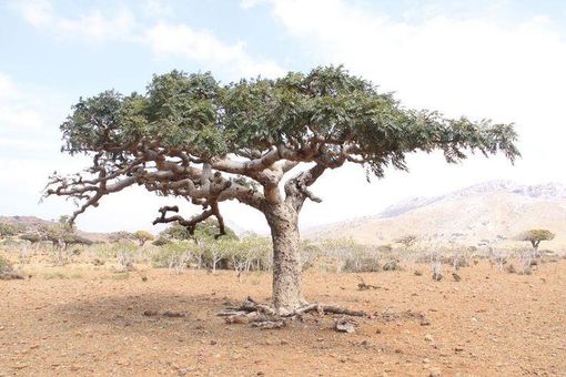 Boswellia sacra, la vera pianta dell'incenso