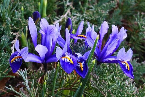 Confagricoltura: chiesto lo stato di crisi per il florovivaismo piemontese