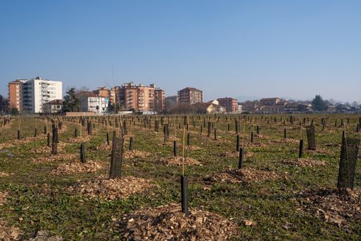 alberi parco piemonte