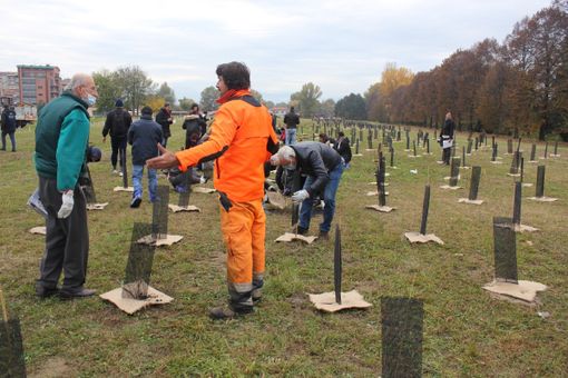 piantumazione alberi in barriera di milano