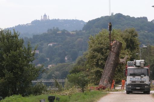 abbattimento di un albero secolare