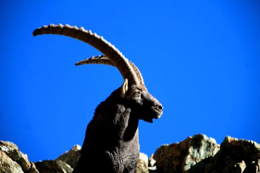 La Città metropolitana di Torino collabora con Balme per la tutela degli stambecchi La Città metropolitana di Torino collabora con Balme per la tutela degli stambecchi