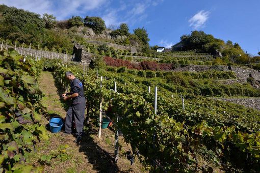 Vini &quot;eroici&quot; di montagna protagonisti a Saluzzo nella rassegna “Svitati&quot; [FOTO]