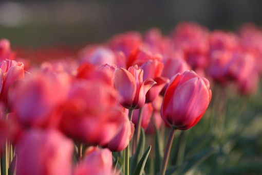 A Pianezza oltre 100 mila tulipani A Pianezza oltre 100 mila tulipani