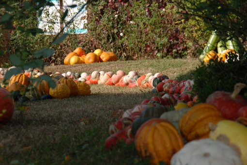 Brandizzo, torna la “Sagra della zucca”: domenica 20 ottobre la ventiduesima edizione