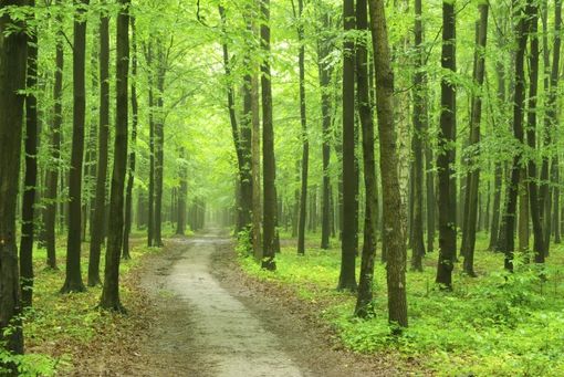 Emergenza bosco, da Torino un appello al Governo: &quot;Servono fondi e prospettiva&quot;