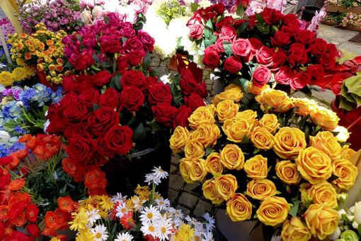 Oulx si tinge di giallo: torna la Festa del Maggiociondolo