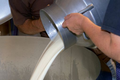 Latte appena munto e versato in una cisterna di raccolta