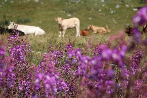 Piemonte, approvata la legge su alpeggi e transumanza Piemonte, approvata la legge su alpeggi e transumanza