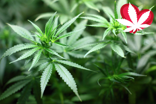 Popolo della Famiglia Piemonte: “Chiudere per Natale i negozi di cannabis” Popolo della Famiglia Piemonte: “Chiudere per Natale i negozi di cannabis”