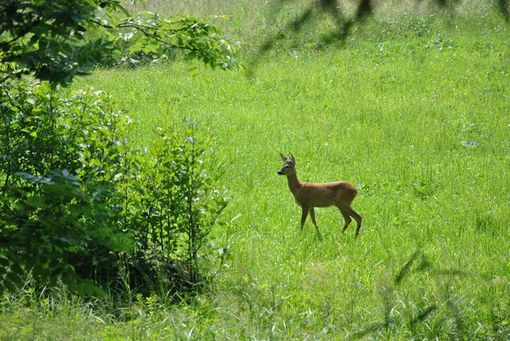 Un'idea unica per il prossimo week end: due giorni per l'ascolto dei cervi in amore Un'idea unica per il prossimo week end: due giorni per l'ascolto dei cervi in amore