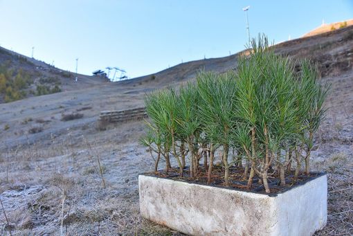 La Coppa del Mondo ha portato a Sestriere 1.500 piantine La Coppa del Mondo ha portato a Sestriere 1.500 piantine