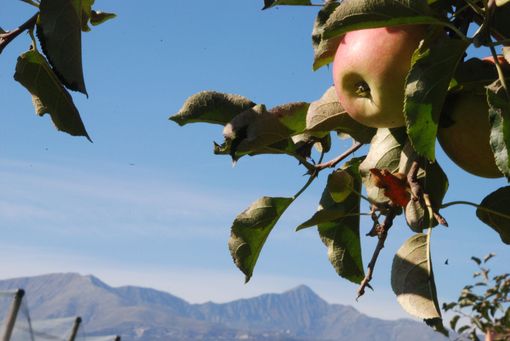 Sos frutta, blitz degli agricoltori in piazza: appuntamento martedì 22 novembre in piazza Castello