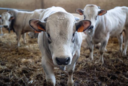 ‘La fiero dâ paî dâ Ramìe’ torna oggi a Pomaretto con 600 capi di bestiame ‘La fiero dâ paî dâ Ramìe’ torna oggi a Pomaretto con 600 capi di bestiame
