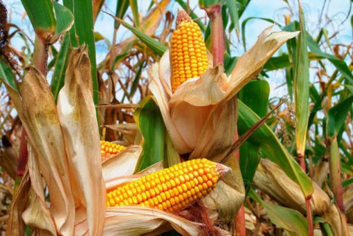 Mais e soia, una giornata dimostrativa alla Fondazione Podere Pignatelli Mais e soia, una giornata dimostrativa alla Fondazione Podere Pignatelli