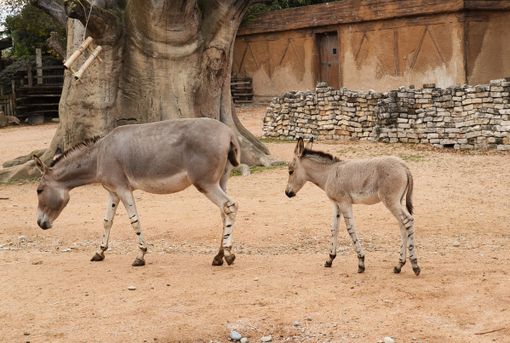 Zoom festeggia la nascita di un piccolo di Asino Somalo [VIDEO]
