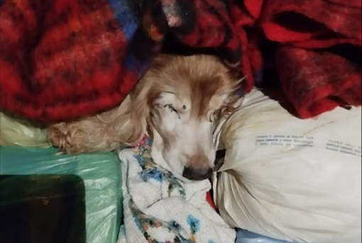 Il cocker abbandonato in piazza Galimberti Il cocker abbandonato in piazza Galimberti