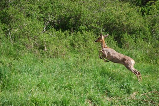 Condove, liberati quattro caprioli curati a Grugliasco (fotogallery)