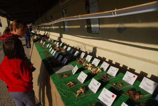 I segreti dei funghi nei corsi organizzati dal gruppo micologico torinese