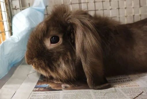 Ancora senza famiglia il simpatico coniglio ritrovato a gennaio a Beinasco Ancora senza famiglia il simpatico coniglio ritrovato a gennaio a Beinasco