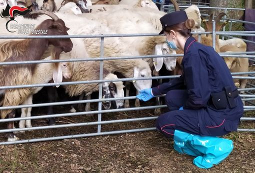 truffa nel settore dei pascoli truffa nel settore dei pascoli