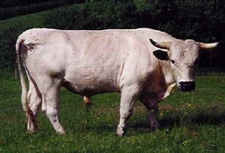 Ritrovato a Nichelino il toro bianco scappato da un allevamento Ritrovato a Nichelino il toro bianco scappato da un allevamento