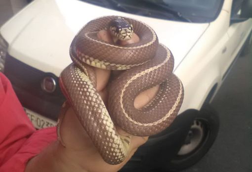 Un ospite strisciante a San Salvario: trovato serpente in un tombino di via Foscolo Un ospite strisciante a San Salvario: trovato serpente in un tombino di via Foscolo