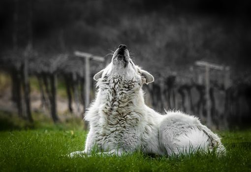 Maremmani sui sentieri di Bobbio Pellice: “La rete era stata abbattuta” Maremmani sui sentieri di Bobbio Pellice: “La rete era stata abbattuta”