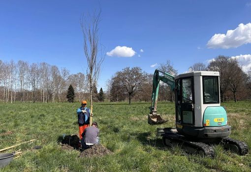Nuovi alberi messi a dimora alla Quattro Nuovi alberi messi a dimora alla Quattro