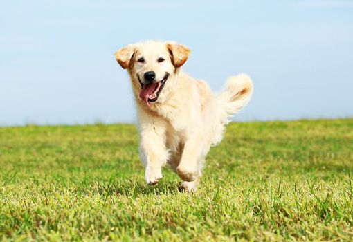 Coronavirus, dalla Regione Piemonte una campagna informativa contro l'abbandono degli animali domestici
