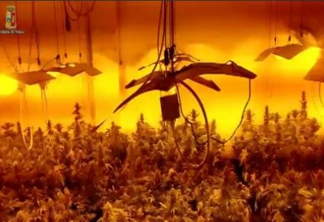 Coltivano droga nel magazzino, arrestati due giovani italiani Coltivano droga nel magazzino, arrestati due giovani italiani