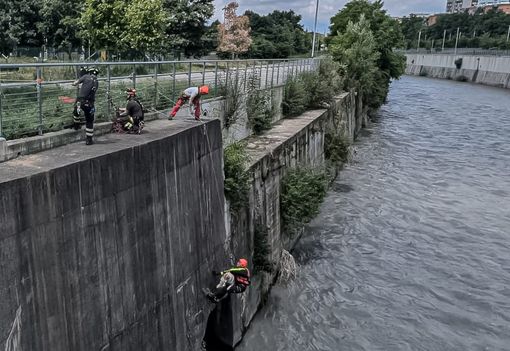 Cane finisce nelle acque della Dora, portato in salvo dai Vigili del fuoco Cane finisce nelle acque della Dora, portato in salvo dai Vigili del fuoco