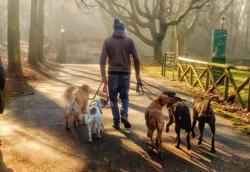 dog sitter dog sitter