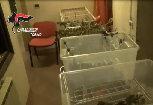 Mattie, "produco cannabis per curarmi": chiuso il laboratorio della droga, arrestato un operaio Mattie, "produco cannabis per curarmi": chiuso il laboratorio della droga, arrestato un operaio