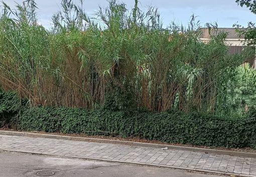 A Moncalieri è emergenza per il taglio del verde pubblico A Moncalieri è emergenza per il taglio del verde pubblico