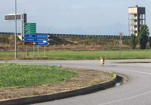 lupo che scorrazza in strada lupo che scorrazza in strada