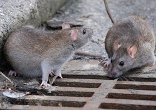 Derattizzazione, al via il piano straordinario nelle piazze XVIII Dicembre e Carlo Felice Derattizzazione, al via il piano straordinario nelle piazze XVIII Dicembre e Carlo Felice