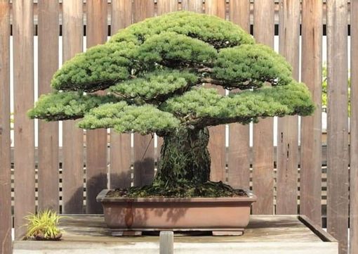 Storie di alberi e del mondo Storie di alberi e del mondo