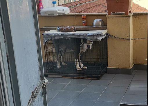 35enne torinese denunciato per maltrattamenti sul proprio cane