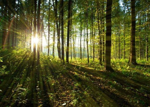 riforestazione collegno