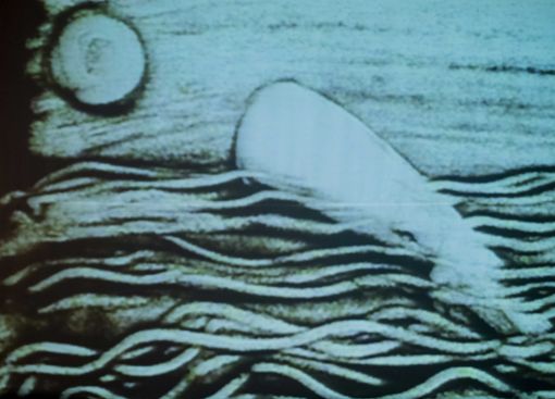 Storia di una balena bianca raccontata da lei stessa: spettacolo gratuito al Teatro Agnelli Storia di una balena bianca raccontata da lei stessa: spettacolo gratuito al Teatro Agnelli