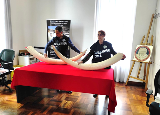 zanne di elefante zanne di elefante