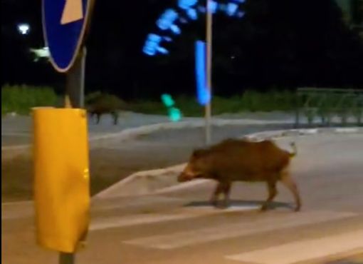 Cinghiali di nuovo a spasso nella zona di Mirafiori sud