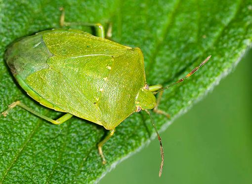 Cimice verde e cimice asiatica nelle case torinesi. Come gestire il fenomeno Cimice verde e cimice asiatica nelle case torinesi. Come gestire il fenomeno